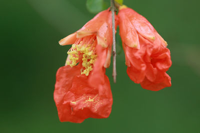 Close-up of red rose against white background