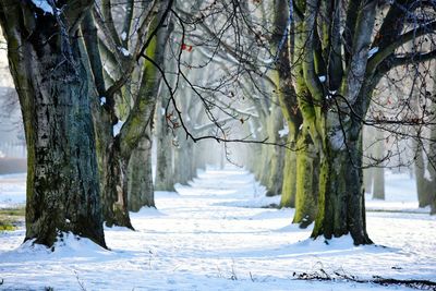 Bare trees in snow during winter