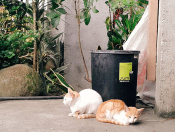 Dog lying down by plants