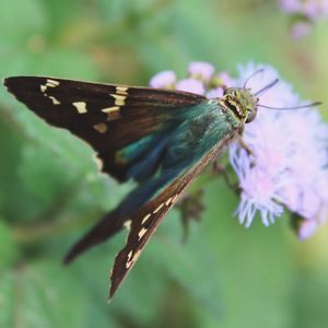 Close-up of butterfly perching on flower