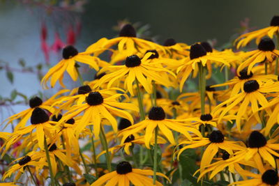Close-up of yellow daisy flowers