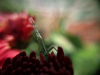 Close-up of flowering plant