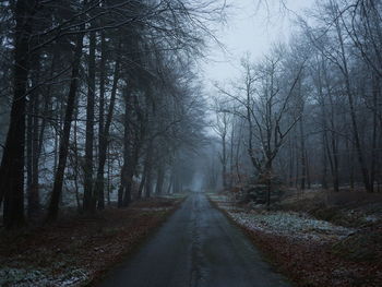 Bare trees in forest