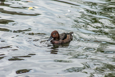 High angle view of duck swimming in lake