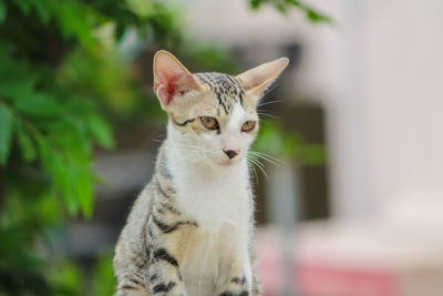 Close-up portrait of a cat looking away