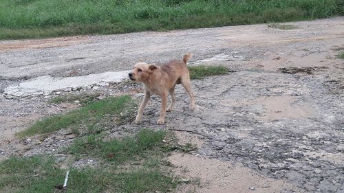 Dog on field