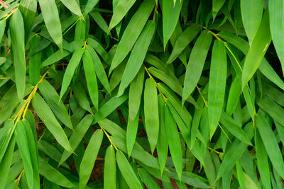 Full frame shot of fresh green plant