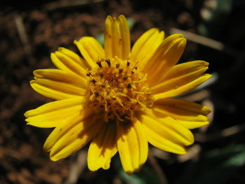 Close-up of yellow flower