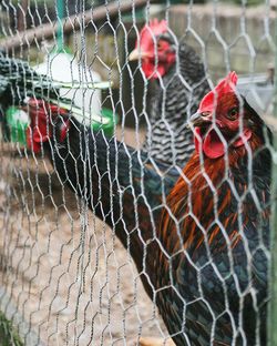 Close-up of hens in farm seen through fence