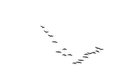 Flock of birds flying over white background