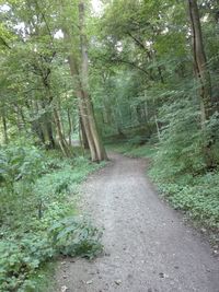 Road amidst trees in forest