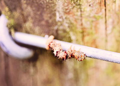 Close-up of cigarette against black background