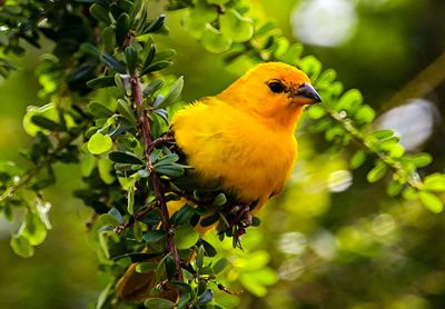 Close-up of bird perching on branch