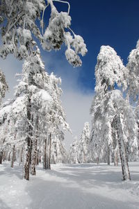 Snow covered land and trees against sky