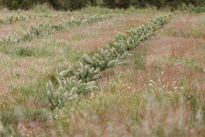 Plants growing on field