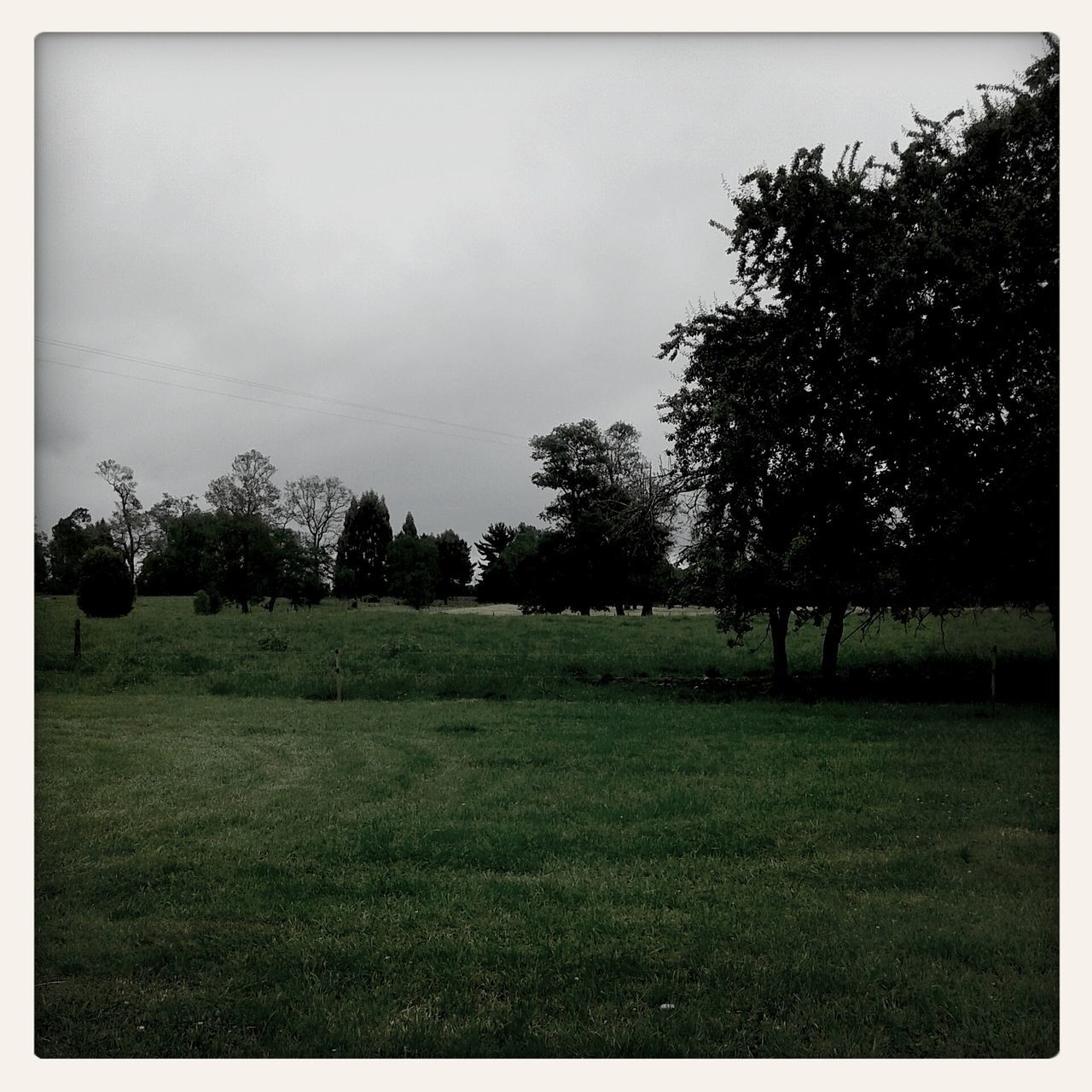 tree, field, landscape, tranquil scene, tranquility, grass, transfer print, sky, nature, scenics, auto post production filter, rural scene, beauty in nature, growth, grassy, clear sky, agriculture, bare tree, no people, day