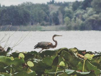 Bird perched on lake