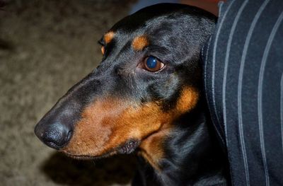 Close-up of dog