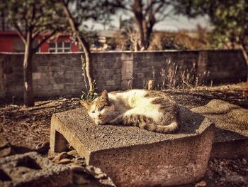 Cat relaxing outdoors