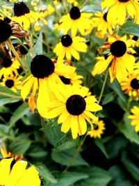 Close-up of yellow flowering plant