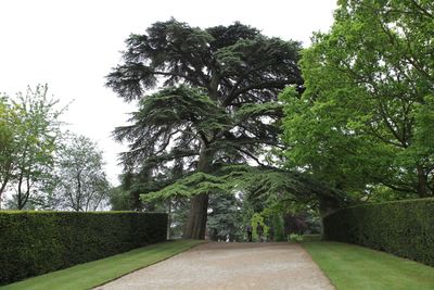 Footpath amidst trees