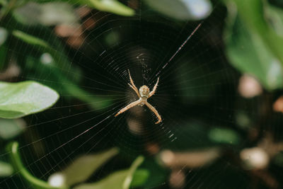 Close-up of spider on web