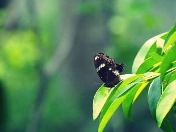 Close-up of butterfly on green leaf 