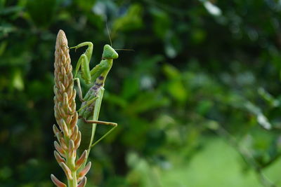 Close-up of insect on leaf