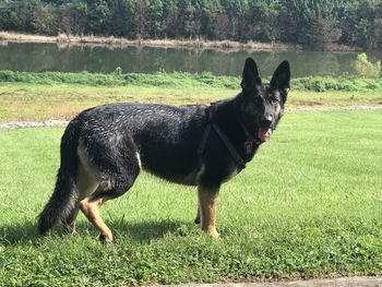 Black dog standing on field