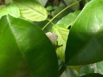 Close-up of insect on leaf