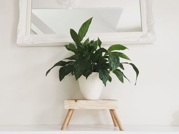 Potted plant on table against wall at home