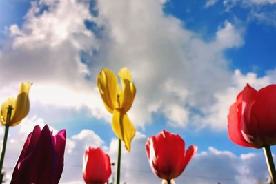 Low angle view of tulips blooming against sky