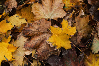 High angle view of yellow maple leaves fallen on water