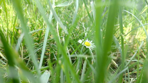 Close-up of yellow flowering plants on field