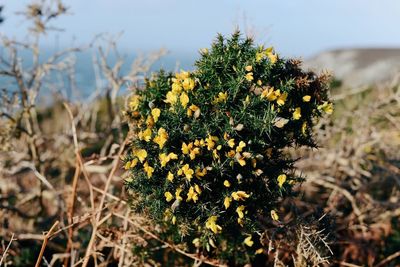 Close-up of yellow flowers blooming on field