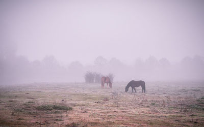 Horses grazing in a field