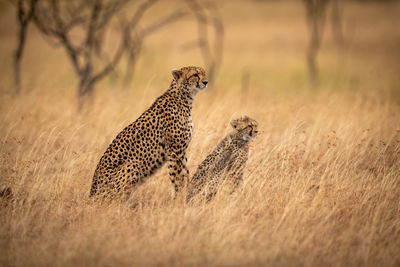 Cheetahs sitting on grassy field in forest