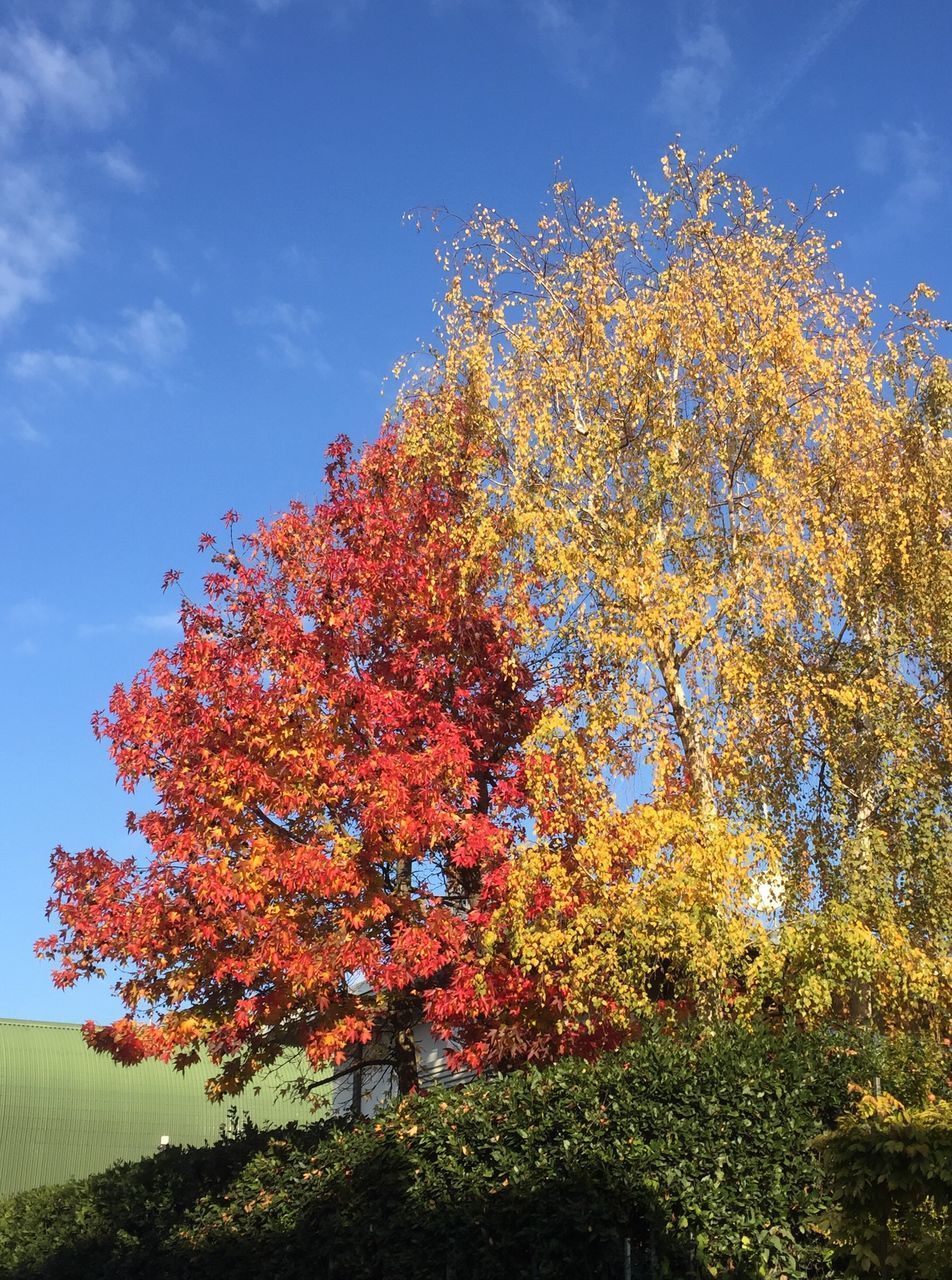 LOW ANGLE VIEW OF FLOWER TREE AGAINST SKY