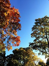 Low angle view of trees against clear blue sky