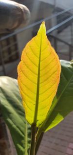 Close-up of yellow leaf against blurred background