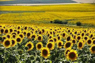 Scenic view of sunflower field