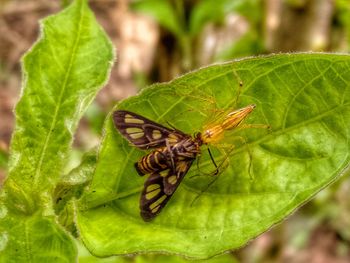 Close-up of butterfly on leaf