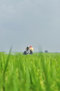 Woman working in wheat field against sky