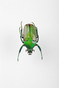 Close-up of insect on white background