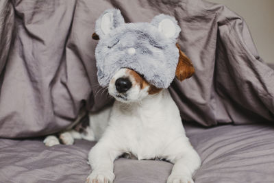 Close-up of a dog on bed