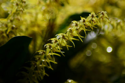 Close-up of green leaves