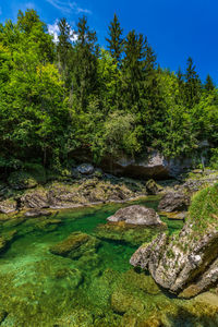 Trees and plants in forest