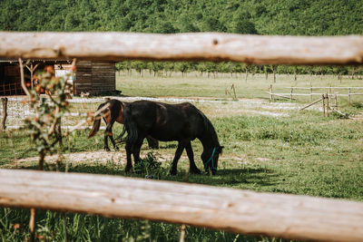 Horses in ranch