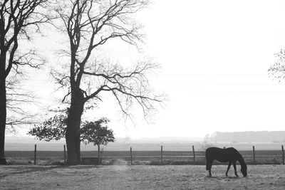 View of a horse on field