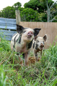 Two piglets foraging in the mud in their pen. new plymouth, new zealand.
